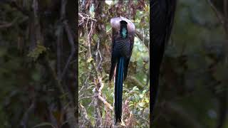 Dancing Bird Black Sicklebill