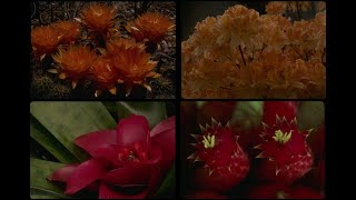 51044 Cactus Flowers SSTV PD120