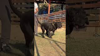 CÃO VELHO E AGRESSIVO LINEA M #presacanario #canecorso #dogoargentino