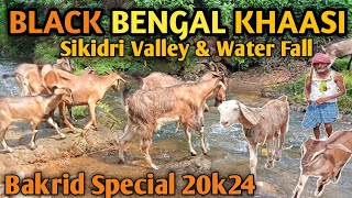 BLACK BENGAL KHASSI ,BAKRID SPECIAL 20K24 ,! Sikidri Valley & Water Fall Ranchi Jharkhand !