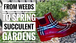 FROM WEEDS TO A SPRING SUCCULENT GARDENS