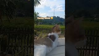 Kucing Santai 😅 #kucingimut #fypシ゚viral #kitty #cat