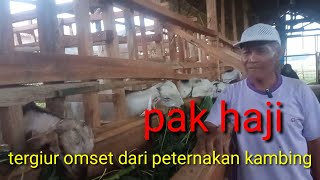 Pengusaha ayam potong pun Bilang klo ternak kambing lebih mudah dari ternak ayam ini ceritanya