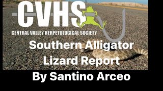 Southern alligator lizard report by Santino Arceo , age 11 ￼￼