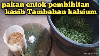 pakan entok pembibitan||budidaya entok