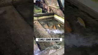 Kebahagiaan paling sederhana dari anak ini “Melihat Ikan” #trending #video #baby