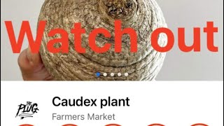 ⛔️ 🚨 🆘 Be ware of plants SCAMMER! Selling plants he doesn’t have-learn from my expensive lesson 🚨