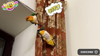 Funny parrots tidy up the house