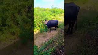 Buffalo searching for grass in the tree || in desert Thar || #tharwildlife  #animals #buffalo