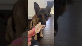 German shepherd eating Chicken