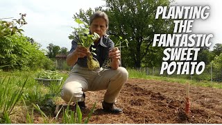 Planting Sweet Potato Slips