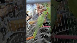 #parrotsinging #birdsounds #birds #parrotnoises #naturalsounds #talkingparrot