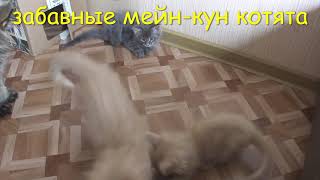 Котята рвут позеленевшего мышонка, а мамы кошки наблюдают свысока