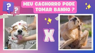 MEU CACHORRO PODE TOMAR BANHO TODA SEMANA ? BANHO X ALERGIA #dog #banhoetosa #pets