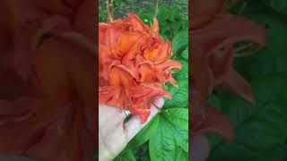 #asmr #shorts #flowers 🧡orange azalea🌿 #nature #garden #relax #summer #happy