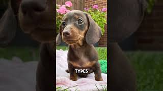 Dachshund Dog Breed