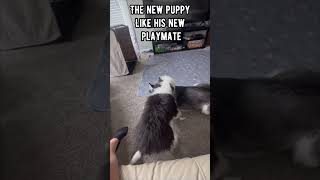 Puppy play time