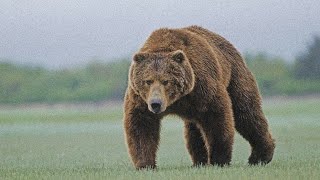 Kodiak Bear Attacks Airman | Bear Attack In Alaska