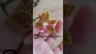 Phalaenopsis Nianzhen Song (venosa X minus)