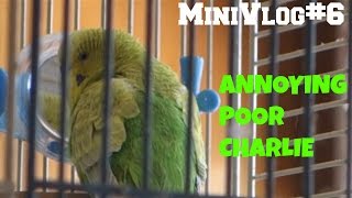 MiniVlog#6-ME ANNOYING POOR CHARLIE