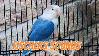 Love birds sounds || Daily royine of love birds at morning, fischer daily sounds