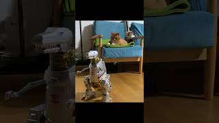 Robosen Grimlock VS CAT #1 (Transformers) 로보센 그림록 보던 냥이 반응