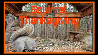 Squirrels Having Thanksgiving together #squirrels #wildlife #birds #cuteanimals #viralvideo