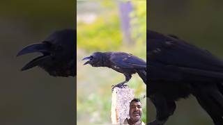 Amazing Crow Sound #shorts