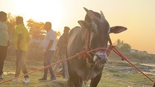 मथुर १००१ आणि महबूब याचा तूफ़ानी फेरा