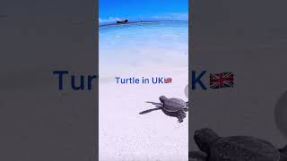 Turtle in UK vs Turtle in Russia