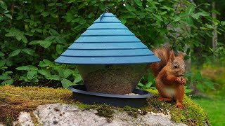 Bird feeder video for cats 21.8.2022