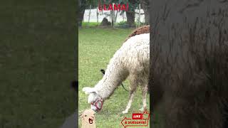 Llama Liveliness: A Day with Our Lovable Llama