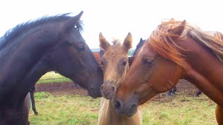 Horse Ranch Life: Pasture breeding or in hand breeding?