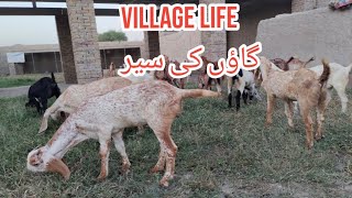 Village Life VLog| Gaon ki Zindagi | Aik Din Village Mein| Goats Ducks and Chickens and Sugar Can