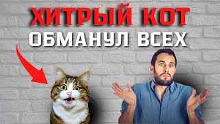 ХИТРЫЙ КОТ обманул всех!