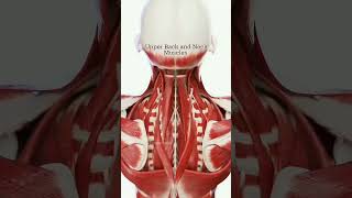 Upper back and neck muscles #viralreels #physiotharapist #doctor #anatomy #motivation #exercise