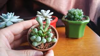 Baby toes succulent (Fenestraria rhopalophylla)