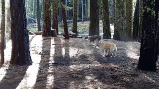 Chance's Camping Buddies