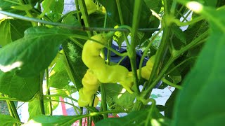 PEPPER PLANT SEPTEMBER FOOTAGE!