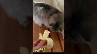 EXTREMELY Funny Cats Reactions🤣😱 by@longyacutepet #shorts