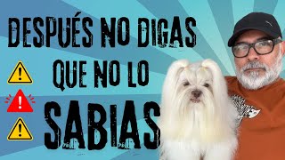 QUIERES un Perro en tu VIDA | MIRA ESTE VIDEO ANTES | PALABRAS FUERTES