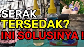 SOLUSI UNTUK BURUNG SERAK, TERSEDAK & VOLUME KECIL || RACIKAN BUNGA TELANG