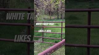 Deer by the Cows #deer #wildlife #whitetaildeer #canada #manitoba #farming