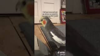 bird singing September