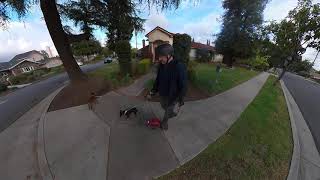 Onewheel Pint ride with my dogs