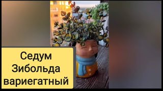 Виды суккулентов. Уличные суккуленты дома