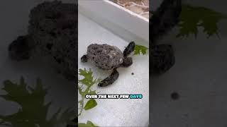 Rescuing a Turtle Covered in Barnacles | Incredible Ocean Rescue #shorts #shortsviral #shortsfeed