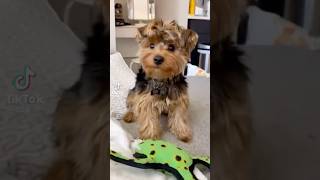 Dog asks owner to throw the toy