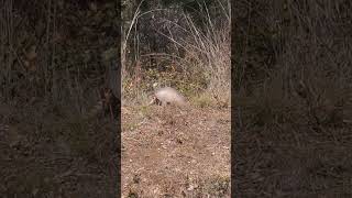 Texas Armadillo foraging  #texas