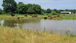 Adding temporary pasture for the cattle during dry start to summer.